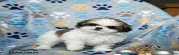 Shih Tzu dogs for sale: Jingles - Ad 1