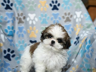 Shih Tzu dogs Jingles - Ad 5