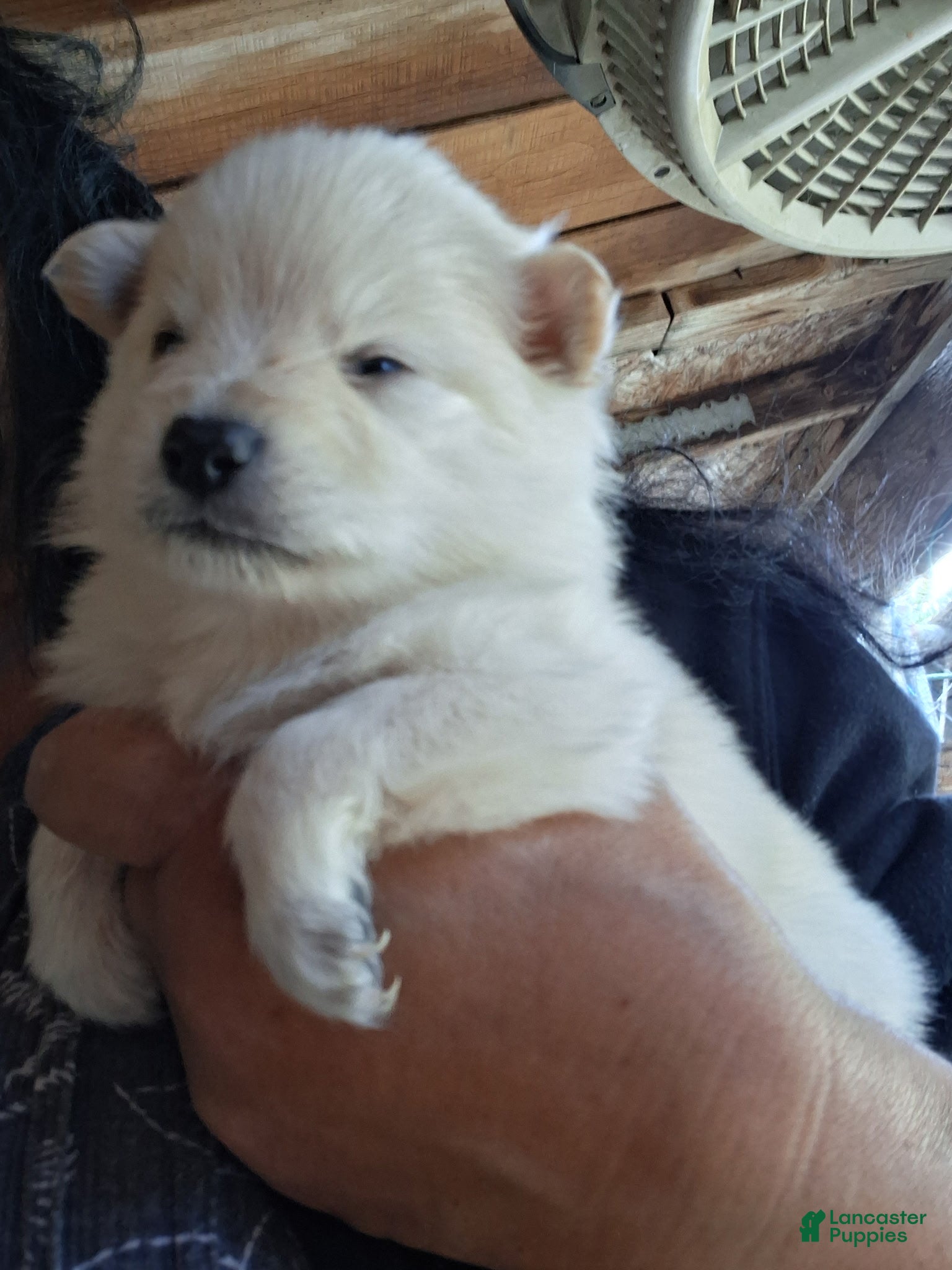 Pomeranian dogs Pomeranian Puppy 2 - Ad 10