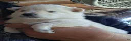 Pomeranian dogs for sale: Pomeranian Puppy 2 - Ad 1
