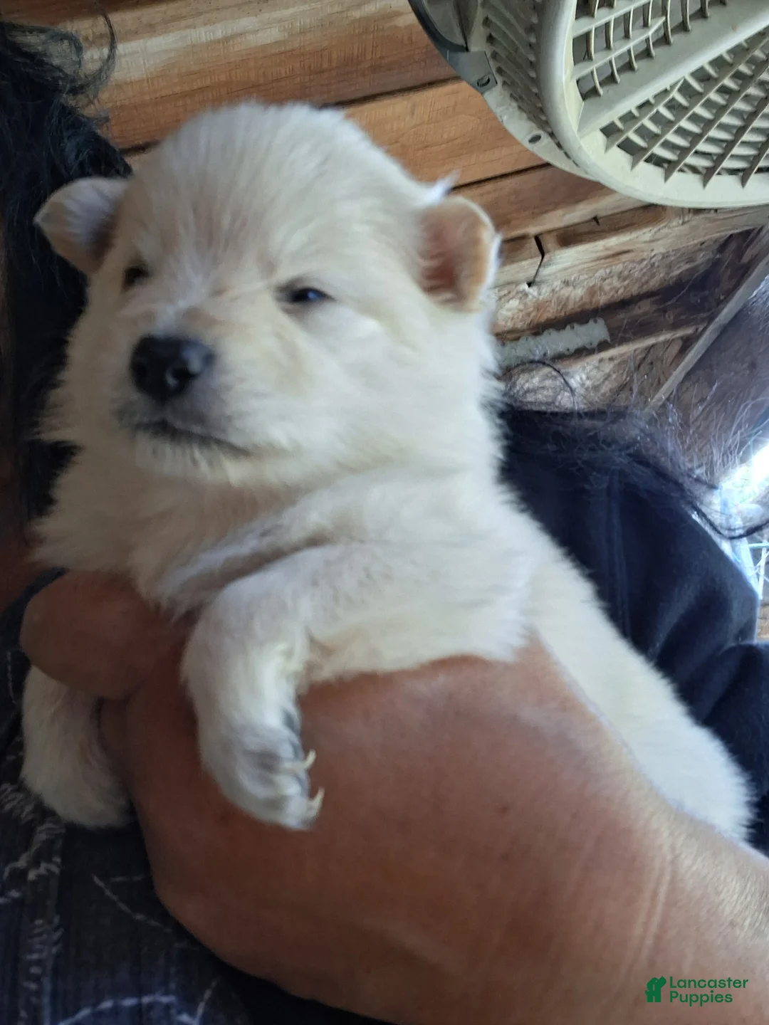 Pomeranian dogs for sale: Pomeranian Puppy 2 - Ad 1