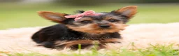 Yorkshire Terrier dogs for sale: Stella - Ad 3