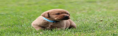 Labrador Retriever 4