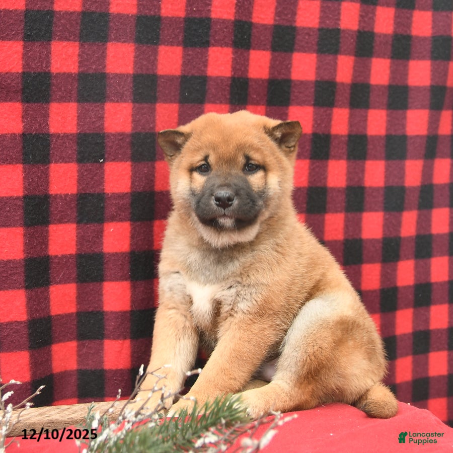 Shiba Inu dogs Rusty  - Ad 20