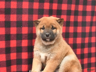 Shiba Inu dogs Rusty - Ad 8