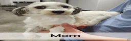 Havanese dogs for sale: Harry - Ad 8