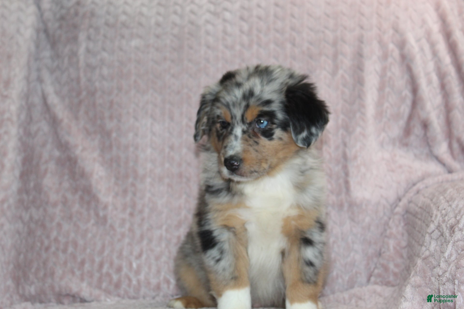 Australian Shepherd dogs Porter  - Ad 1