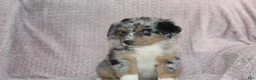 Australian Shepherd dogs for sale: Porter  - Ad 1
