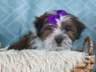 Teddy Bear dogs GINGER - Ad 15