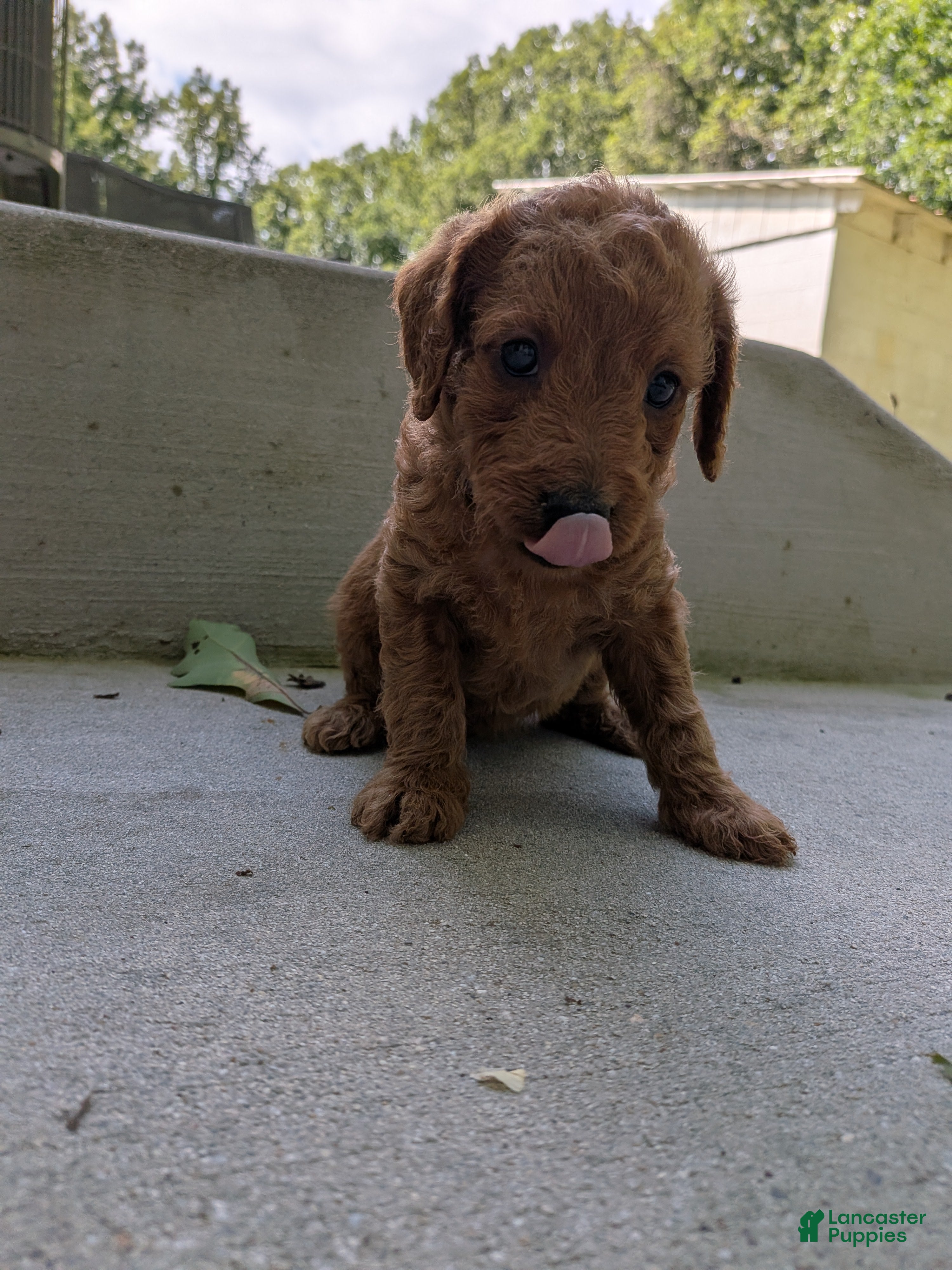 Miniature Labradoodle dogs Bonnie - Ad 2