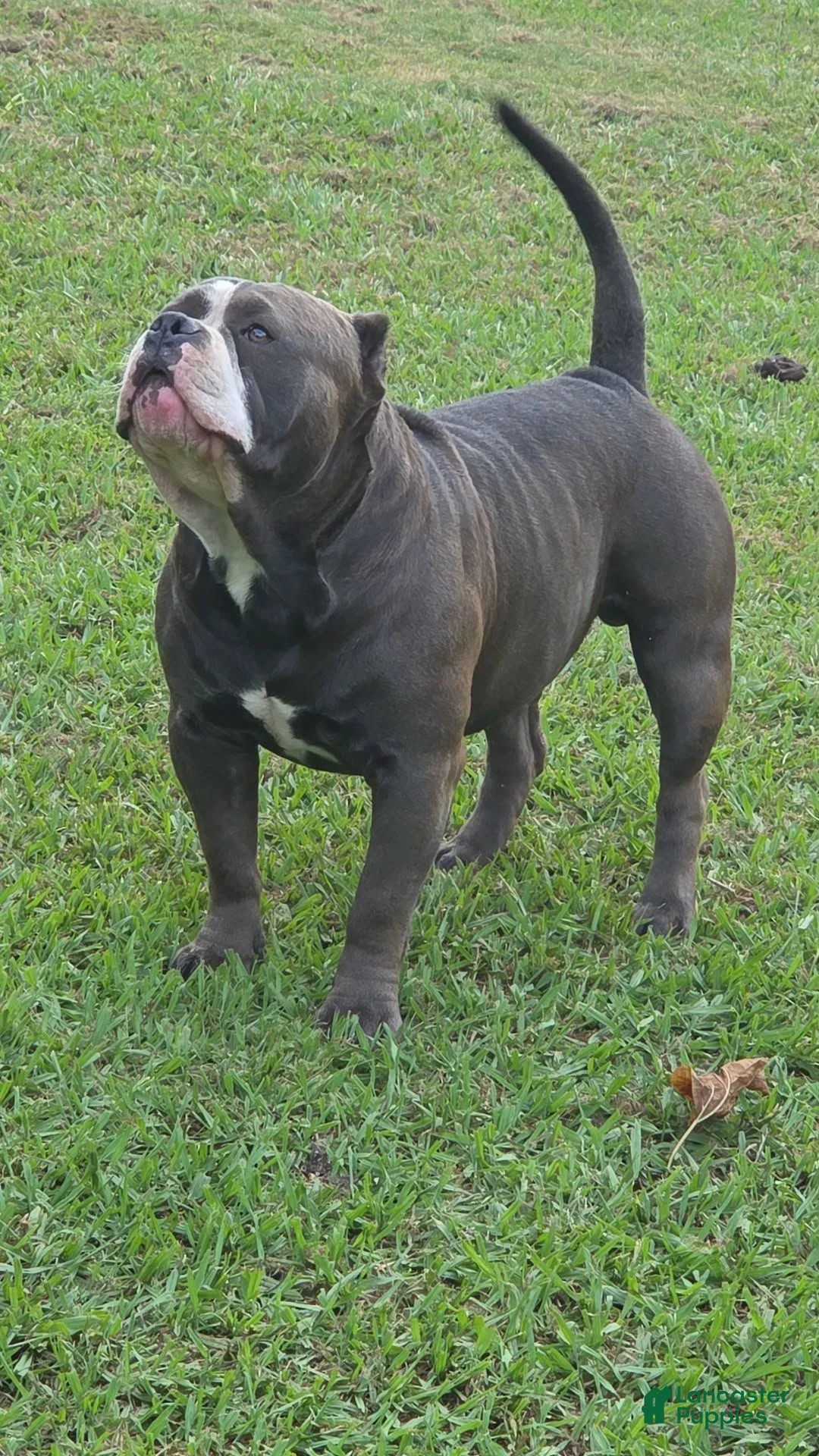 American Bully dogs for sale: Pocket Bully male 3 - Ad 5