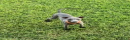 Italian Greyhound dogs for sale: Axel - Ad 5
