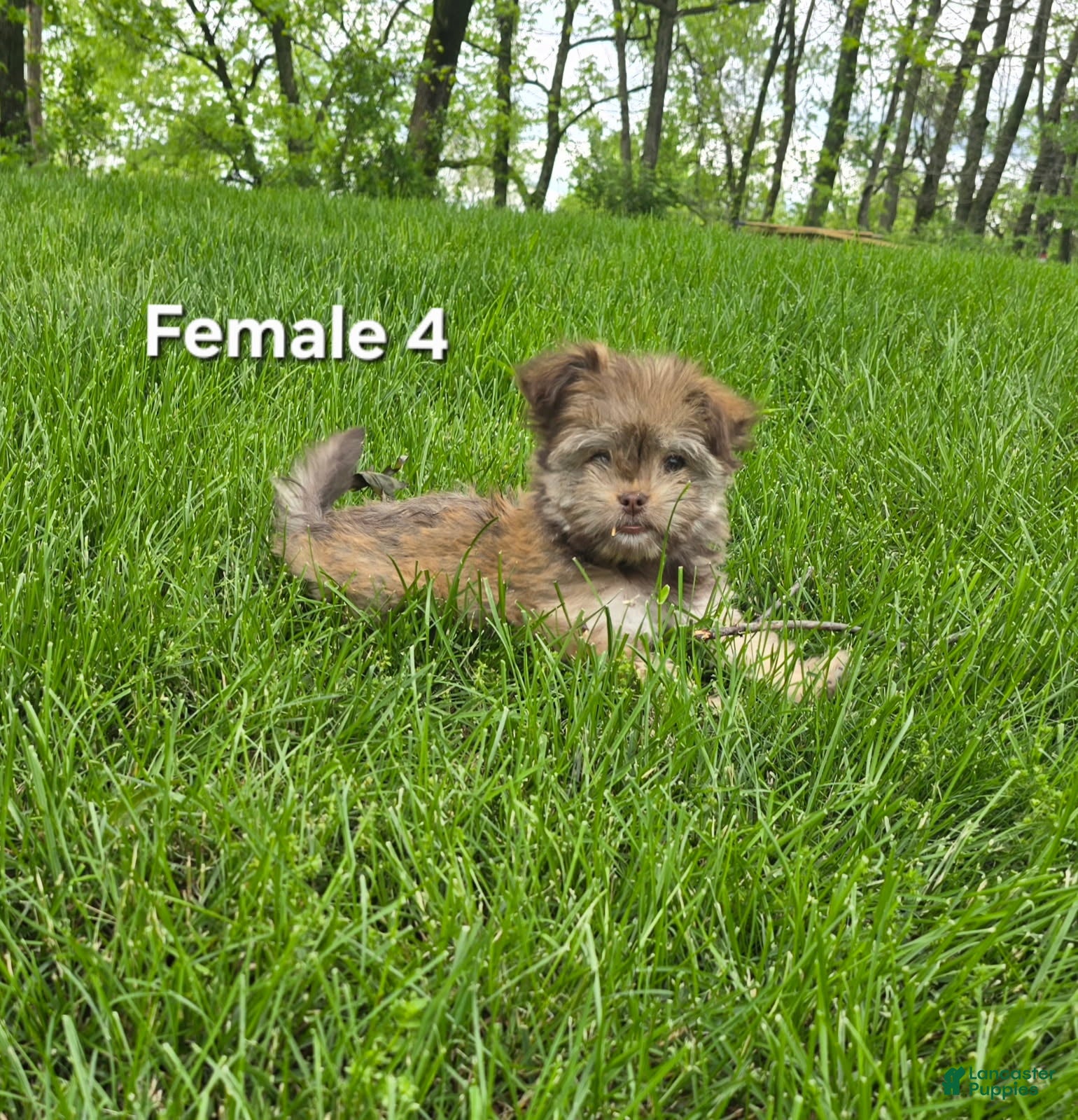 Havanese dogs Havanese Puppy 4 - Ad 19