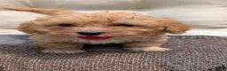 Havapoo dogs for sale: Bandit - Ad 3