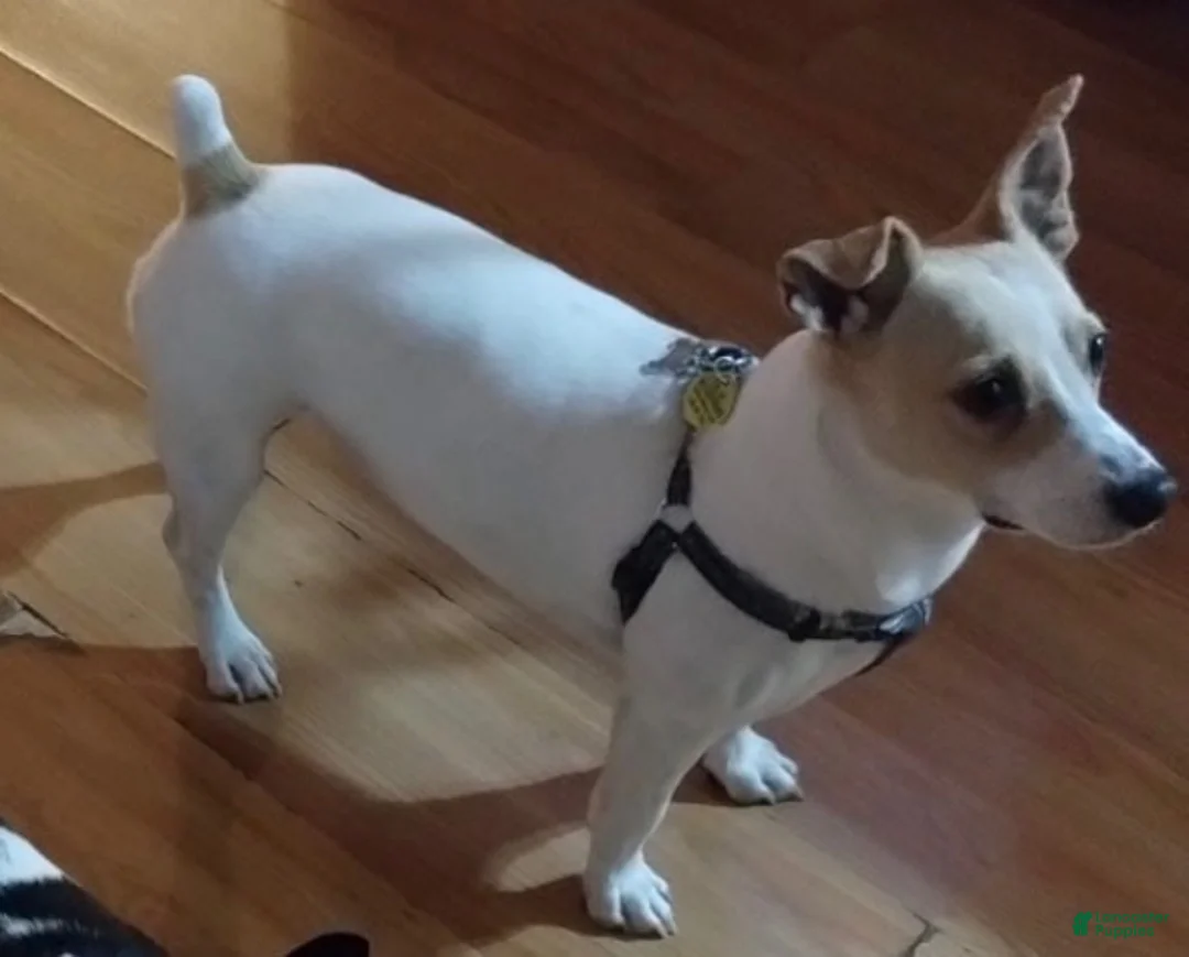 Jack Russell Terrier dogs for sale: Jack Russell Terrier 1 - Ad 2