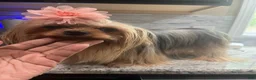 Yorkshire Terrier dogs for sale: Yorkshire Terrier 1 - Ad 7