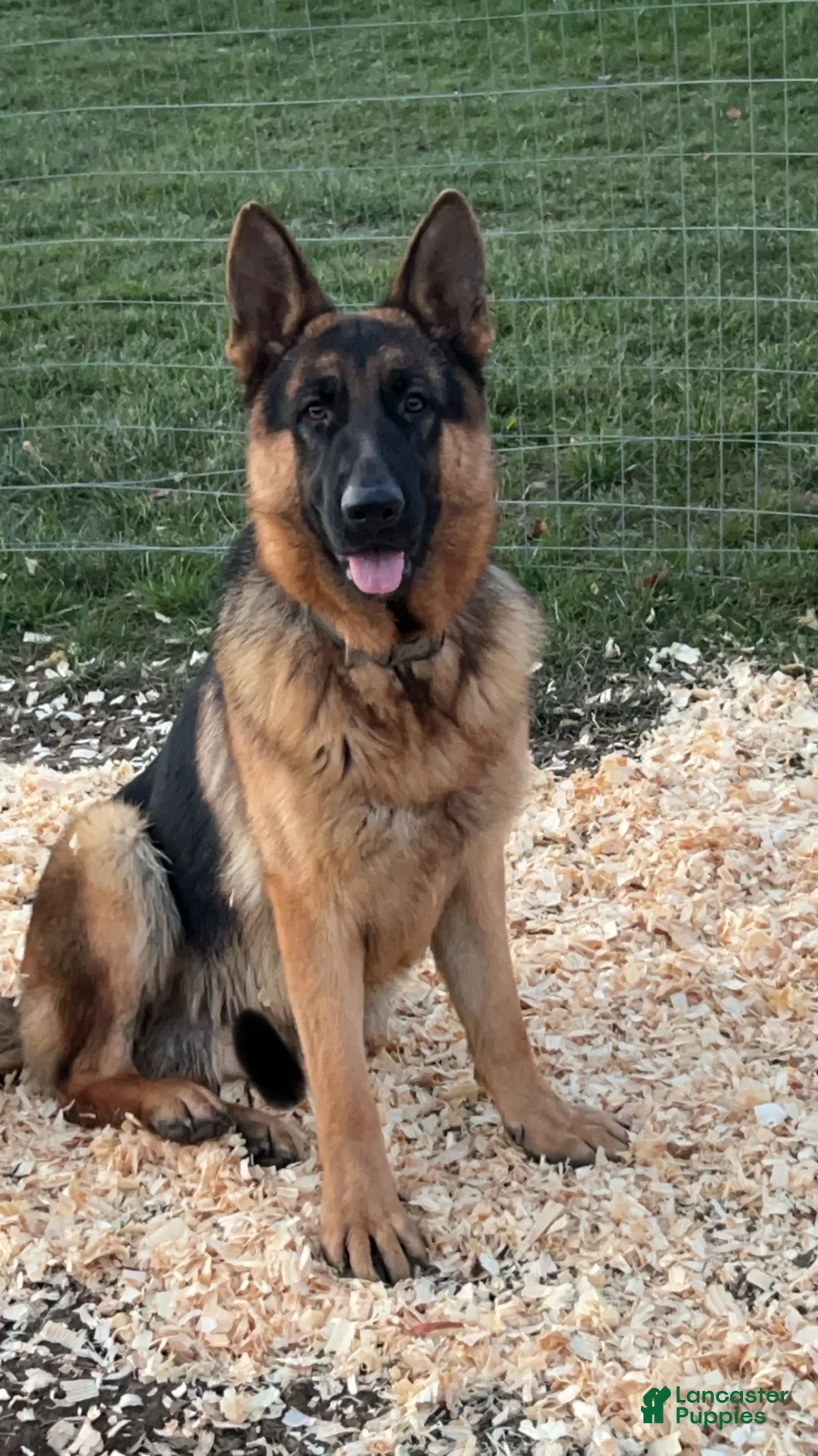 Gallery Image {{count}}