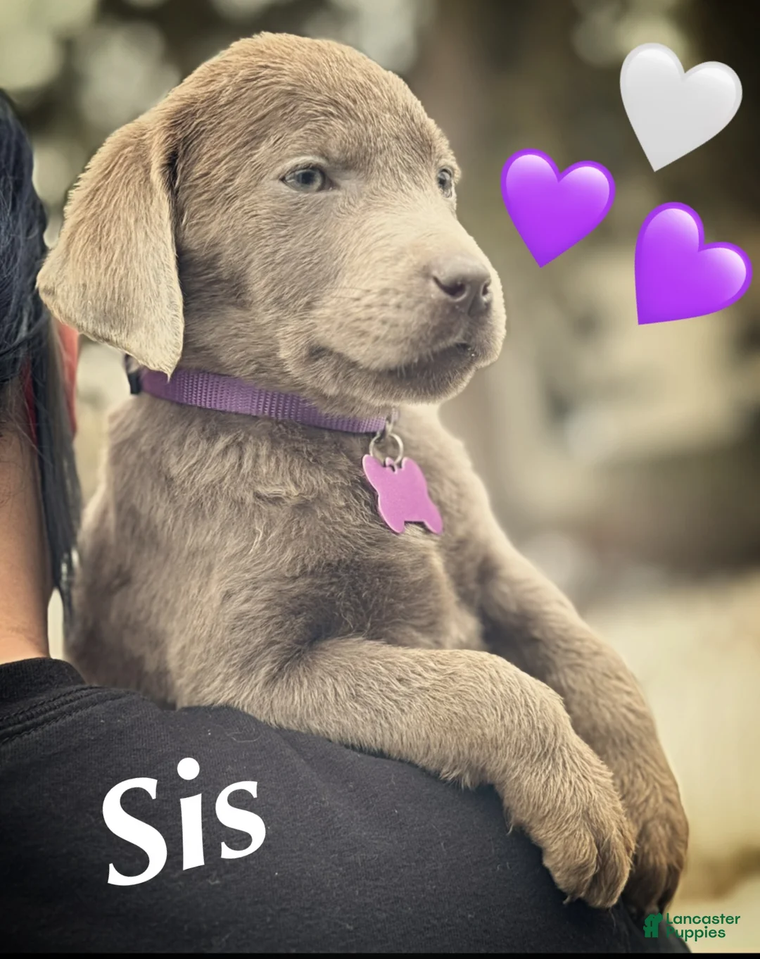 Labrador Retriever dogs for sale: Labrador Retriever Puppy 1 - Ad 3