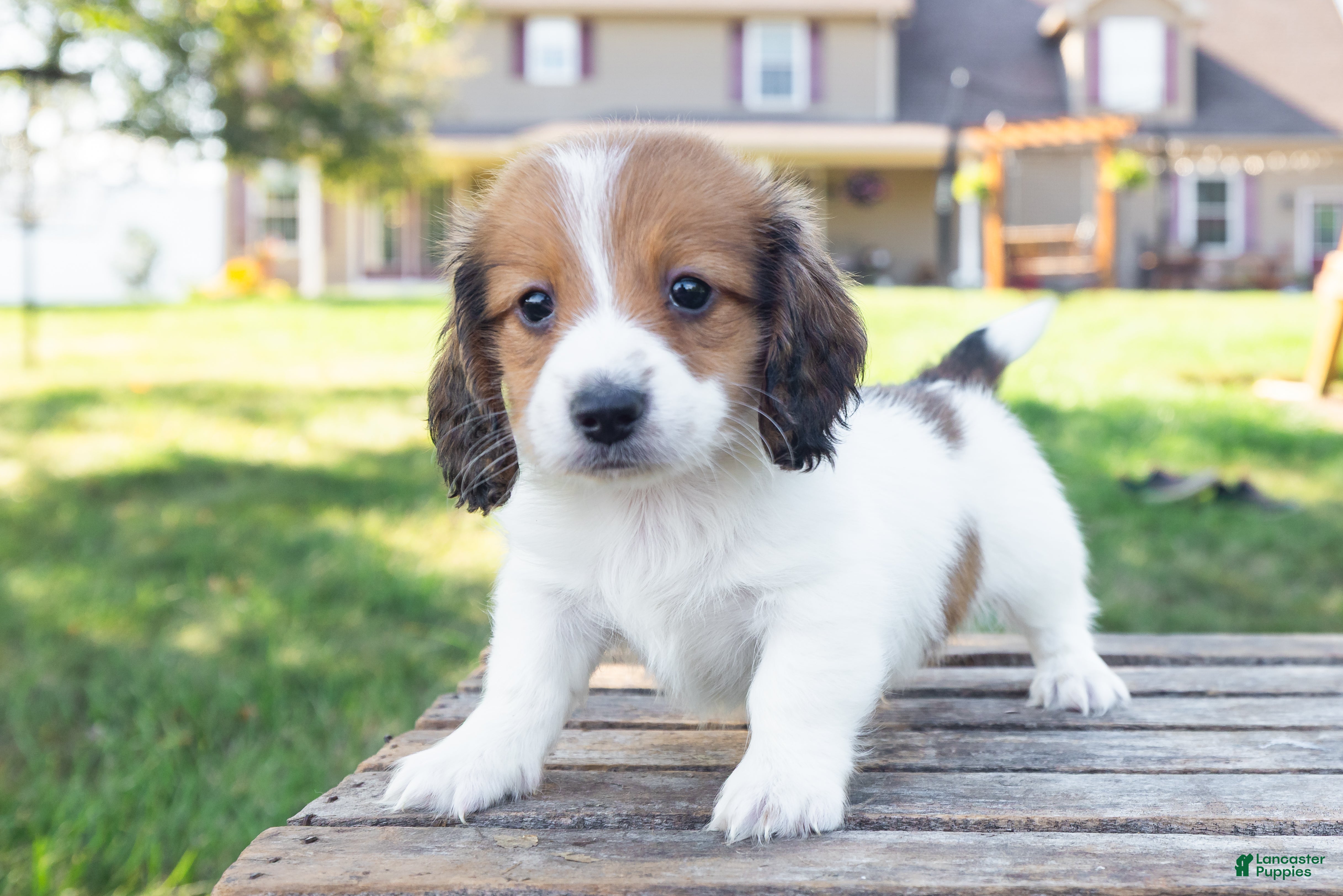 Miniature Dachshund dogs Hobbes - Ad 1