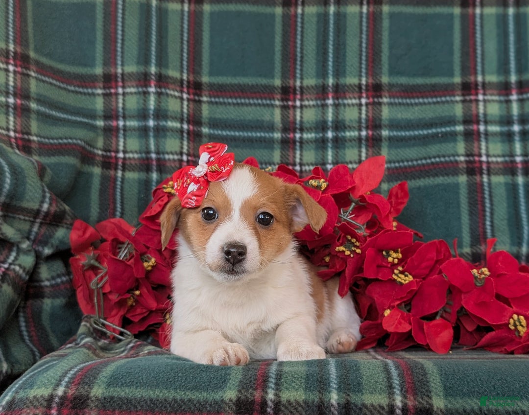 Jackapoo dogs for sale: Brooke - Ad 5