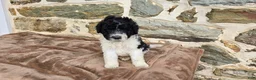 Portuguese Water Dog dogs for sale: Sampson - Ad 8