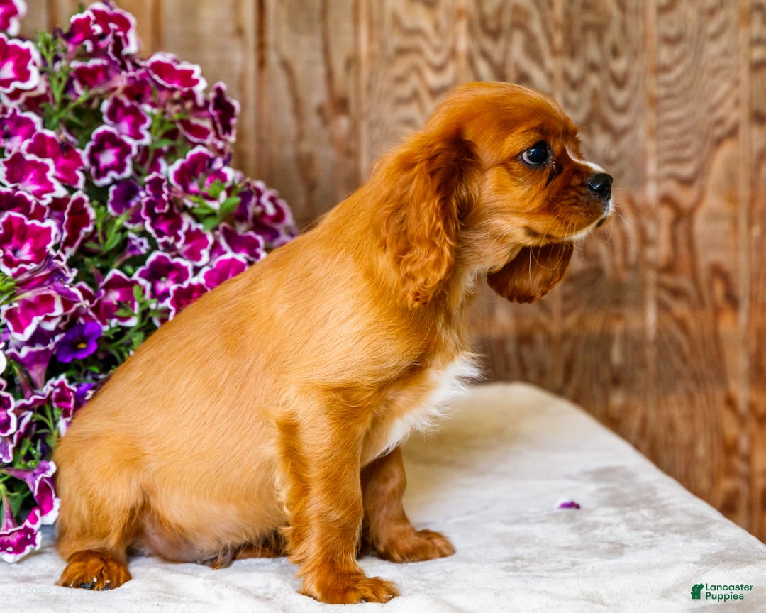 Cavalier King Charles Spaniel dogs for sale: Oliver - Ad 11