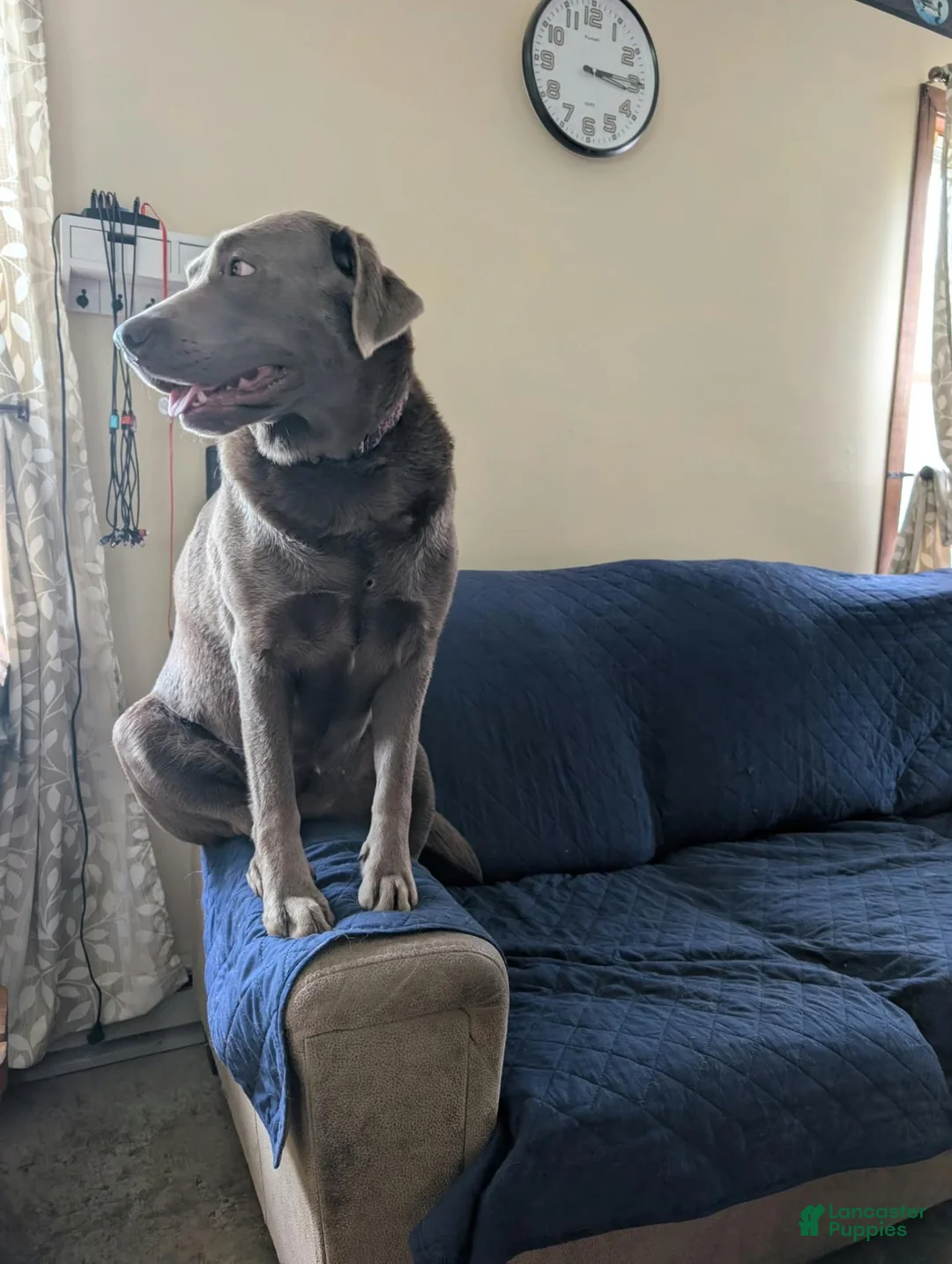 Labrador Retriever dogs for sale: Flint - Ad 2