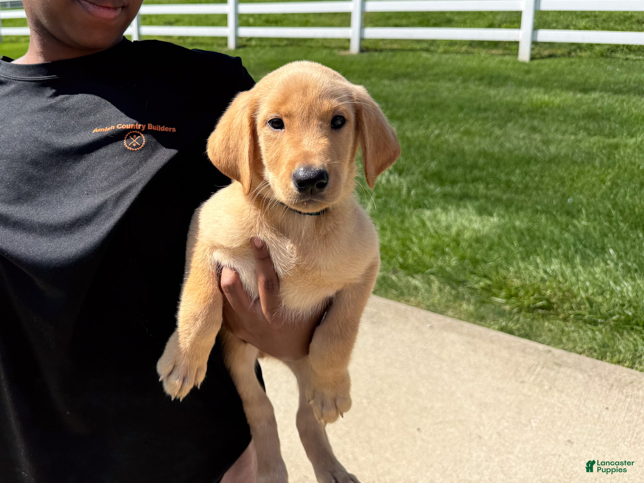 Labrador Retriever dogs Jake - Ad 1