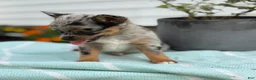 Chihuahua dogs for sale: Koda - Ad 15