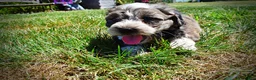 Havapoo dogs for sale: Icon - Ad 20