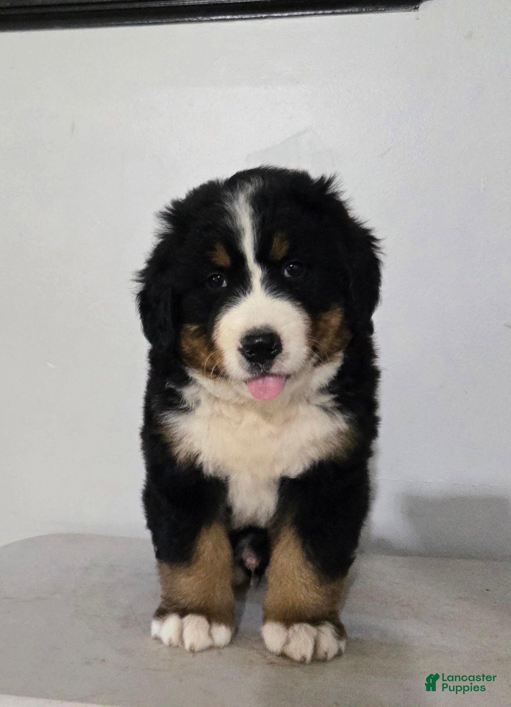Bernese Mountain Dog dogs Bernese Mountain Dog 1 - Ad 1
