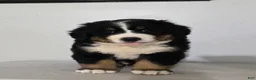 Bernese Mountain Dog dogs for sale: Bernese Mountain Dog 1 - Ad 1