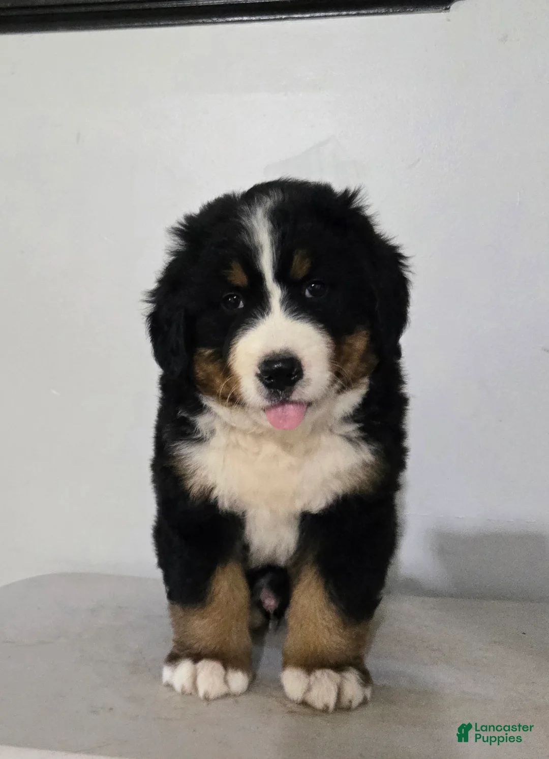 Bernese Mountain Dog dogs for sale: Bernese Mountain Dog 1 - Ad 1