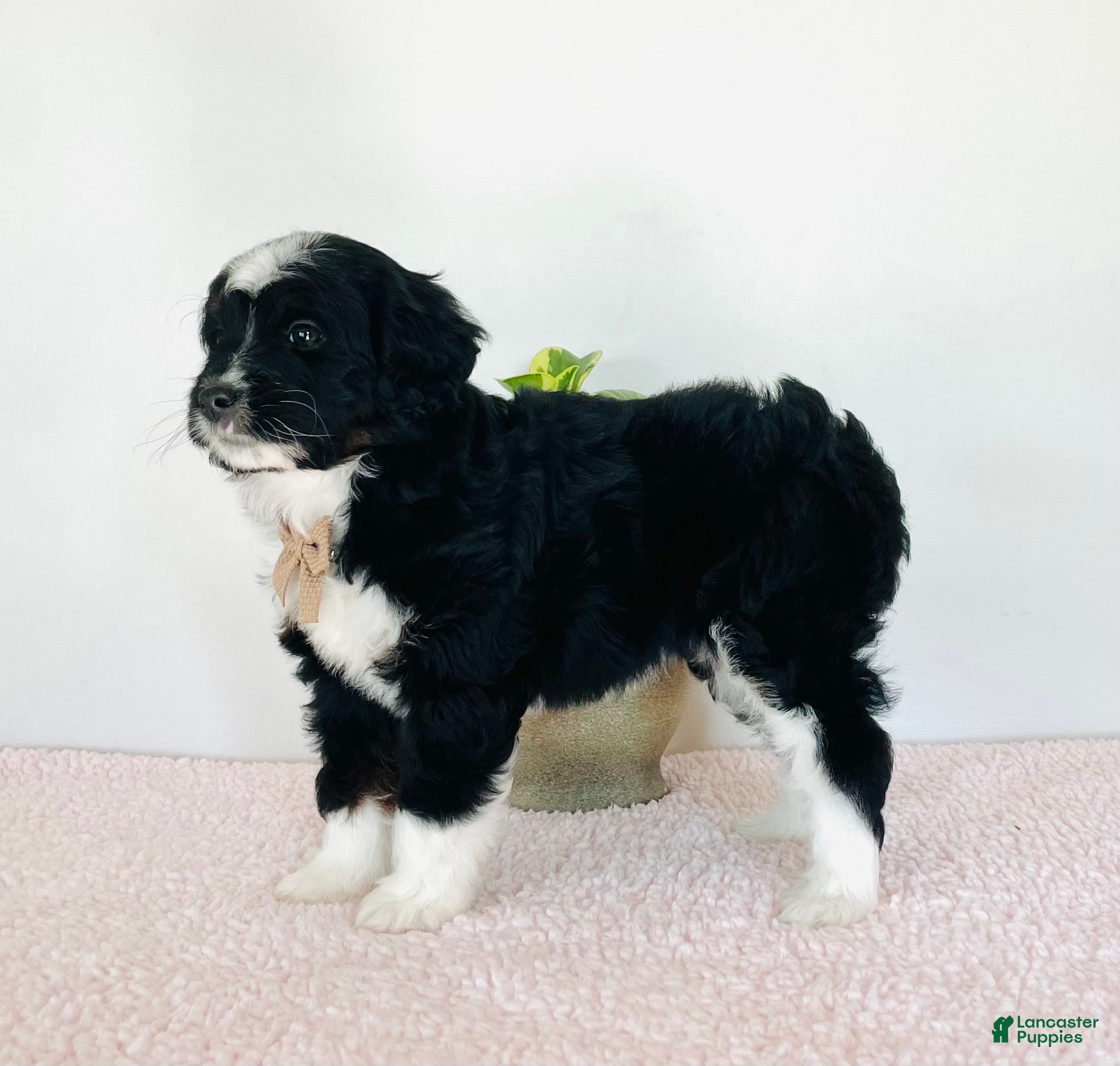 Mini Aussiedoodle dogs Oreo - Ad 2