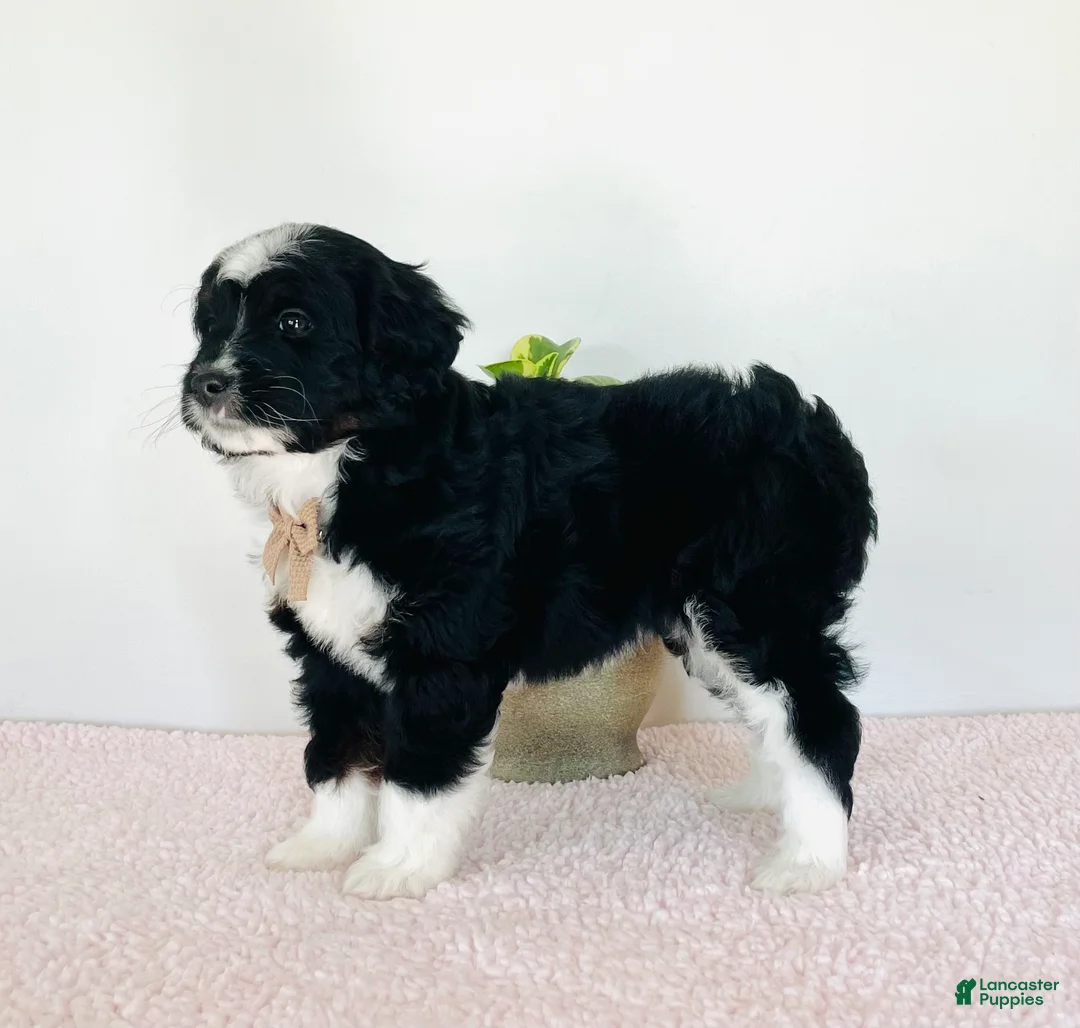Mini Aussiedoodle dogs for sale: Oreo - Ad 2