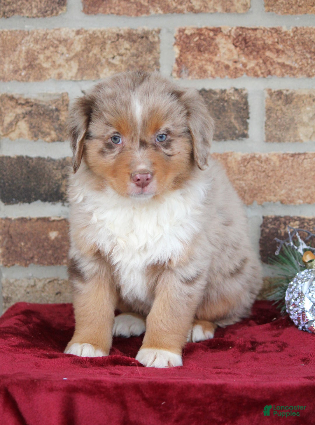 Miniature Australian Shepherd dogs for sale: Marshall - Ad 5