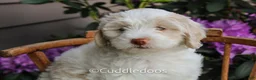Mixed Breed dogs for sale: Venus - Ad 2