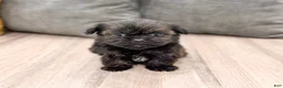 Shih Tzu dogs for sale: Finn - Ad 4