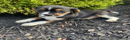 Mixed Breed dogs for sale: Dolly - Ad 2
