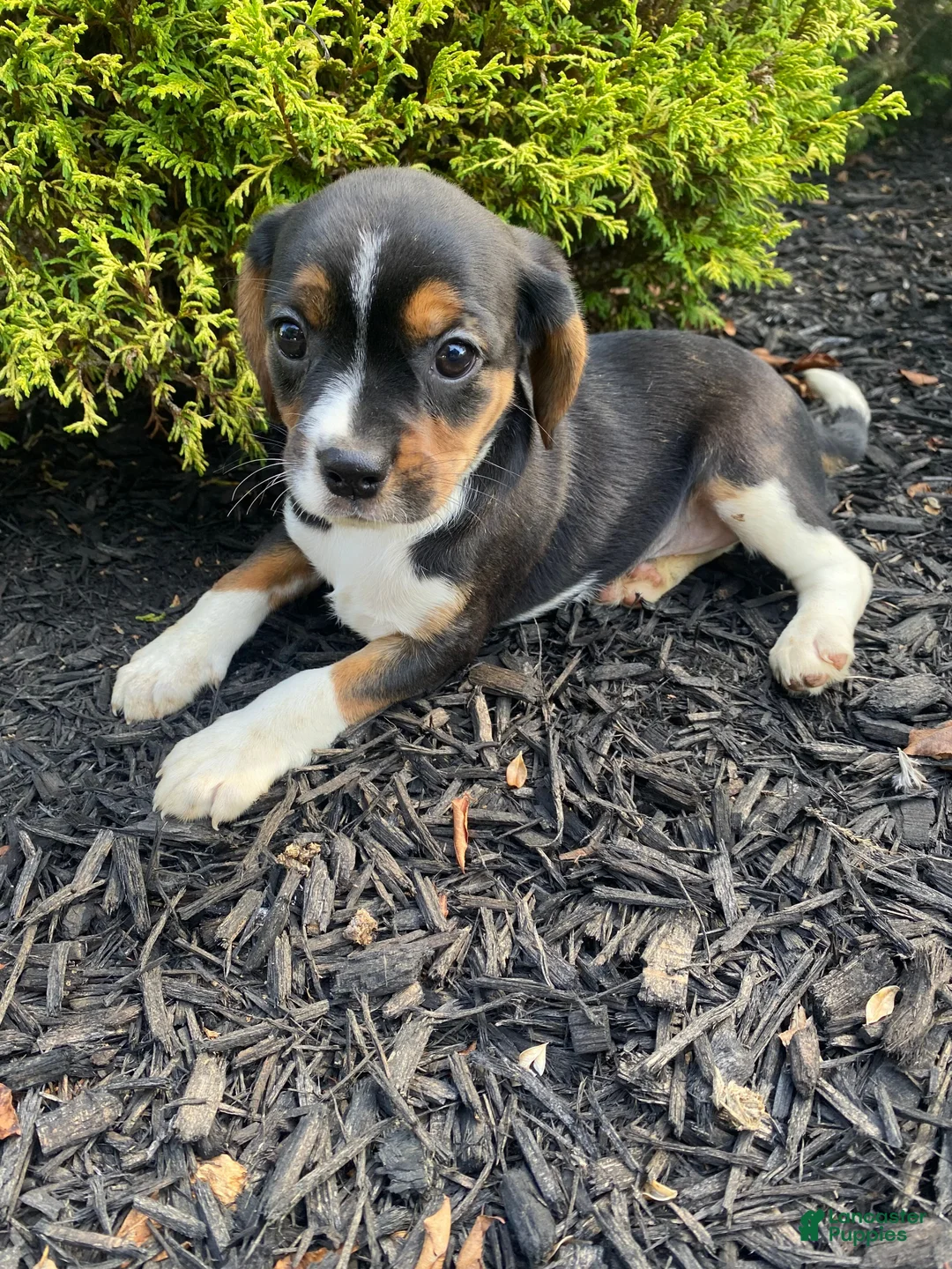 Mixed Breed dogs for sale: Dolly - Ad 2