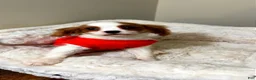 Cavalier King Charles Spaniel dogs for sale: Biscuit - Ad 4