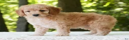 Mini Goldendoodle dogs for sale: Amber - Ad 5