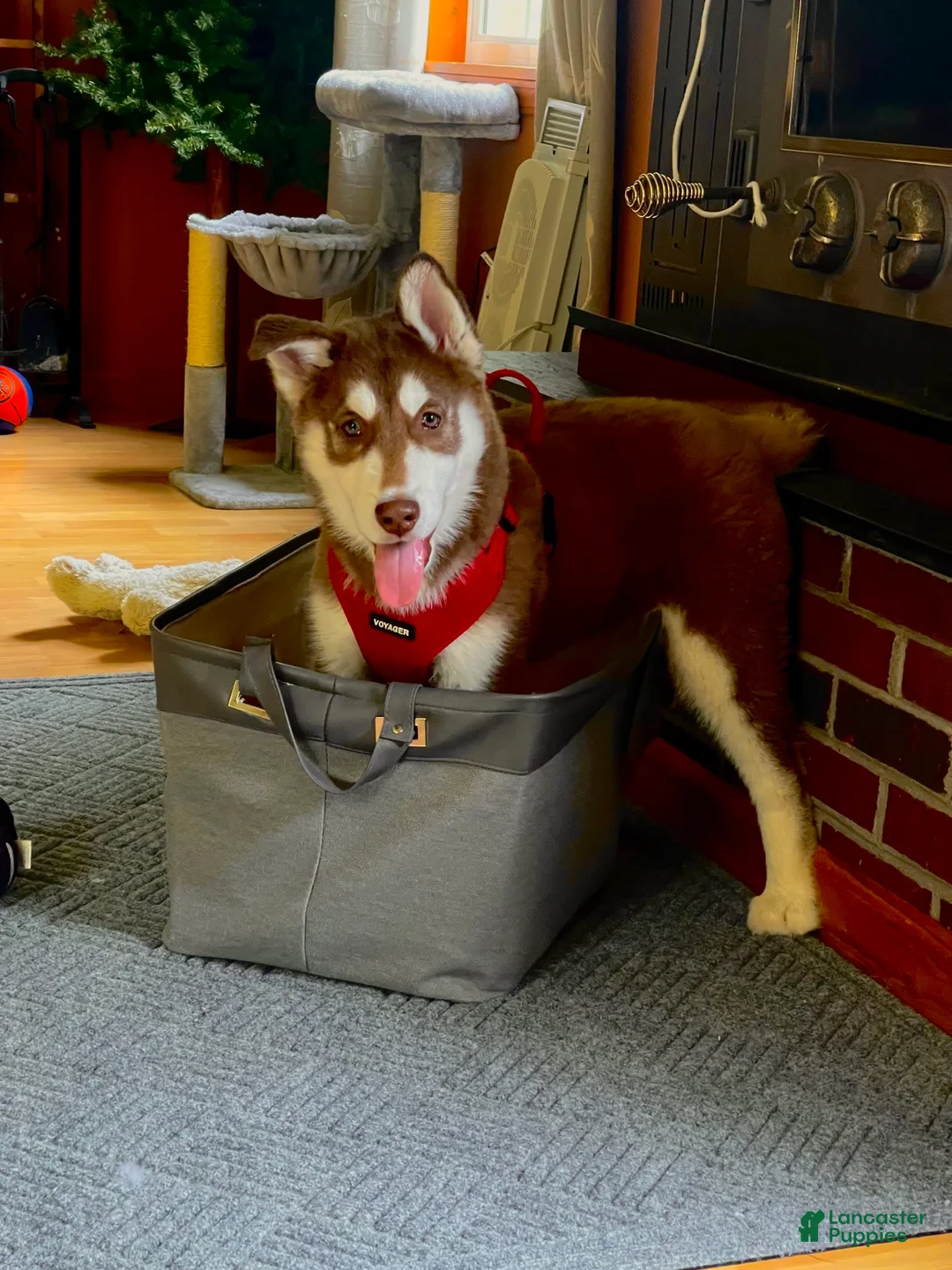 Gallery Image {{count}}