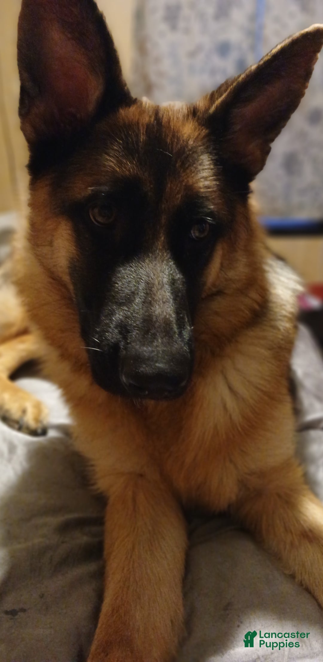 Mixed Breed dogs for sale: Pink - Ad 3