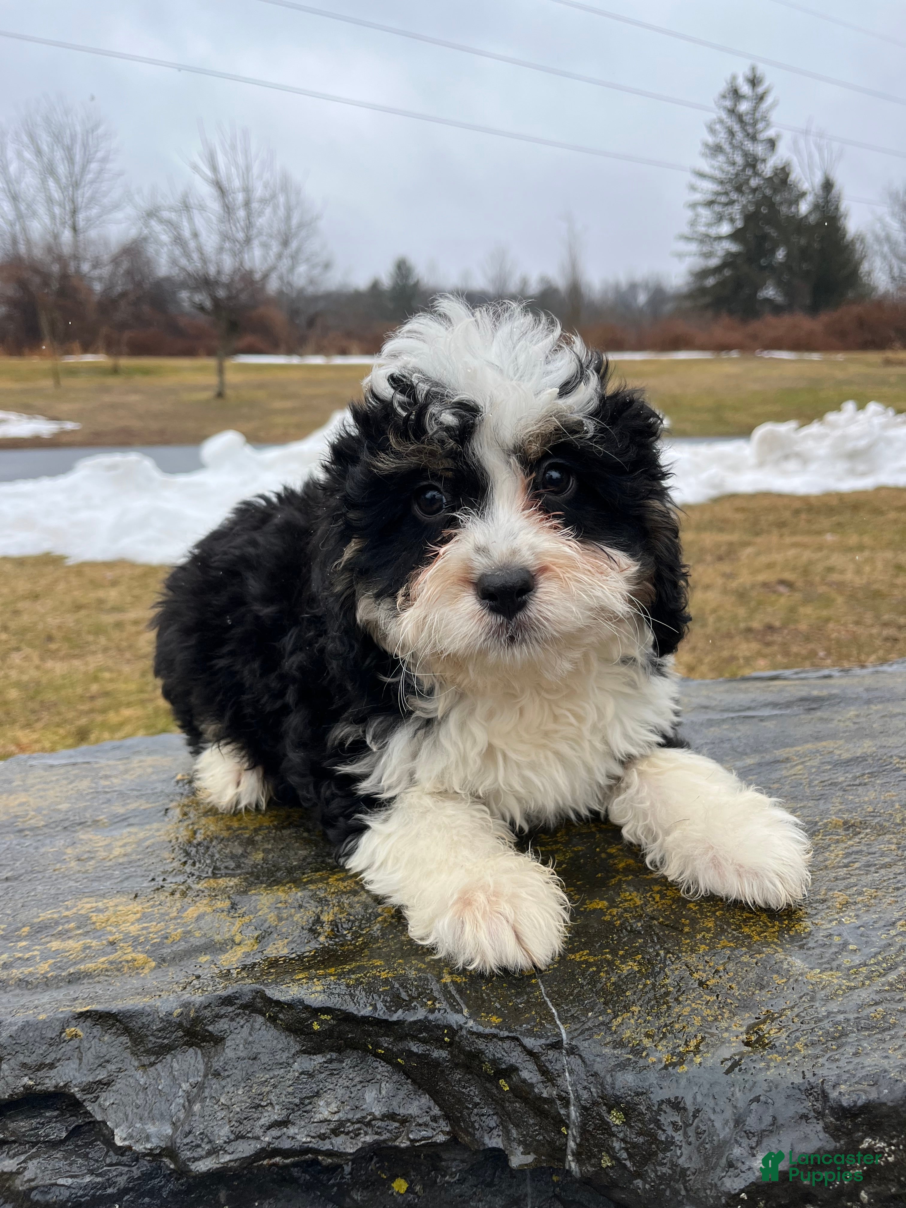 Mini Bernedoodle dogs Kahlua - Ad 1