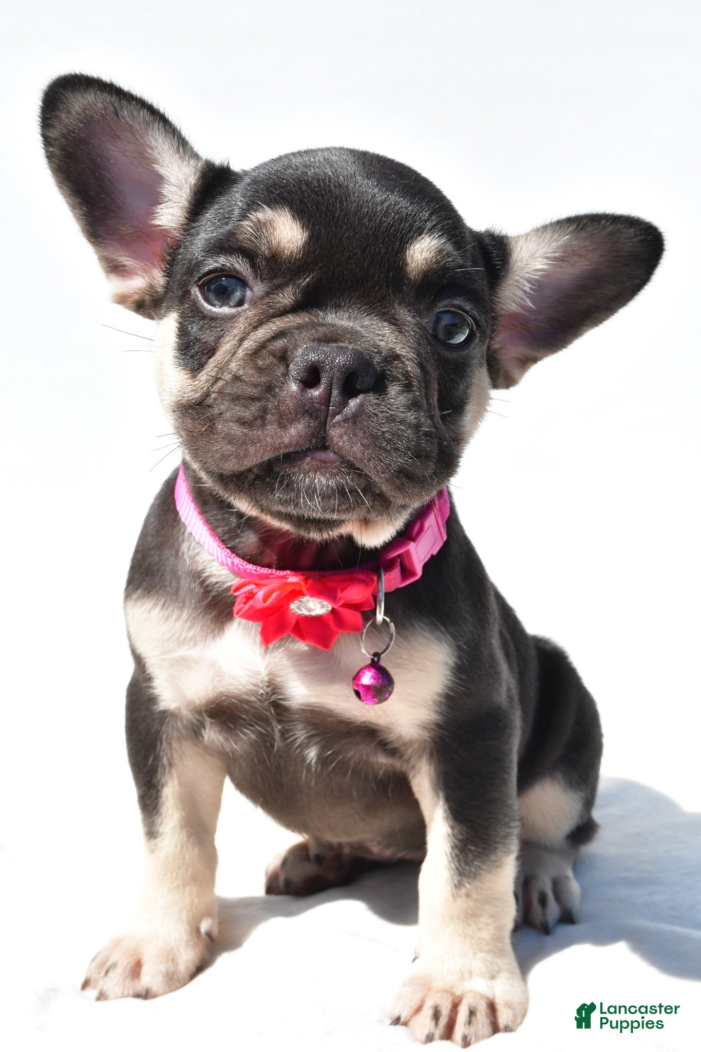 French Bulldog dogs Noelle - Ad 1