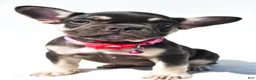 French Bulldog dogs for sale: Noelle - Ad 1