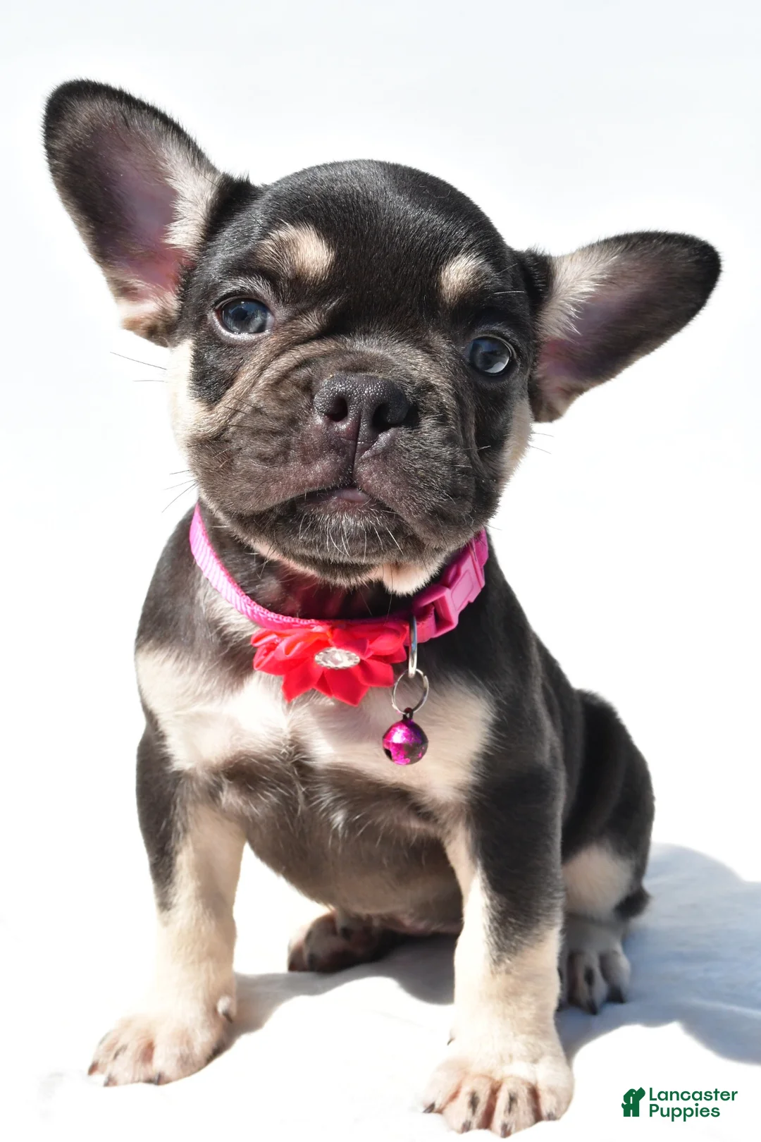 French Bulldog dogs for sale: Noelle - Ad 1