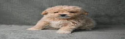 Maltipoo dogs for sale: Maltipoo 3 - Ad 7