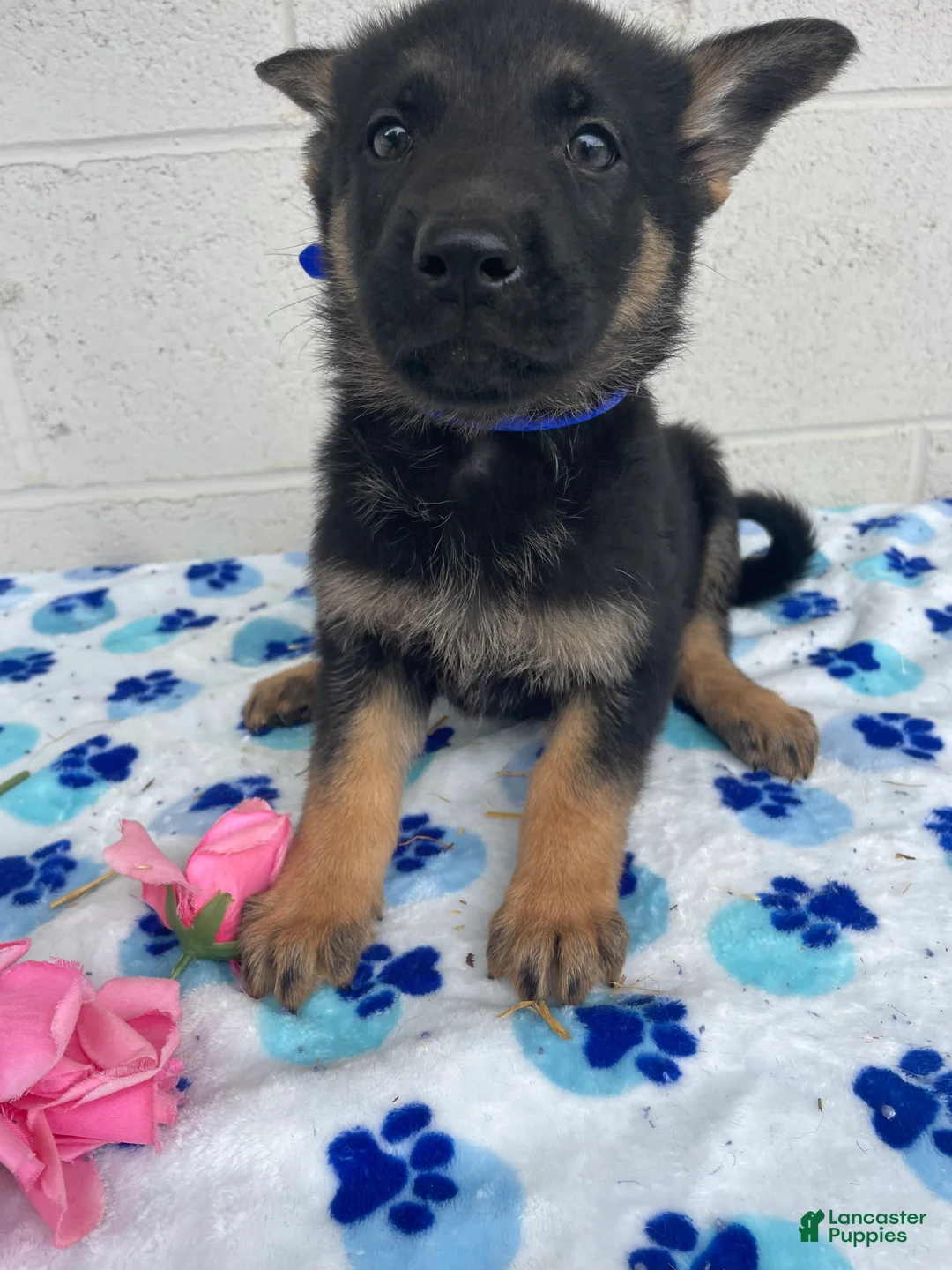 German Shepherd dogs for sale: Lulu - Ad 4